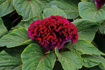 Celosia Brainiac Mad Magenta