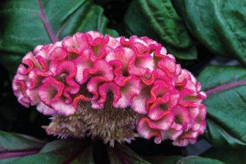 Celosia Brainiac Think Pink