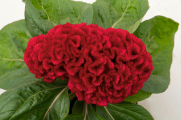Celosia Brainiac Robo Red