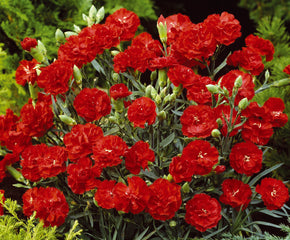 Carnation Can Can Scarlet