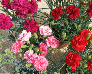 Carnation Can Can Cocktail Party Mix