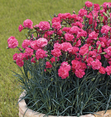 Carnation Can Can Rose