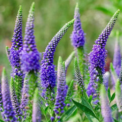 Veronica spicata Blue