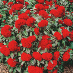 Celosia Prestige Scarlet