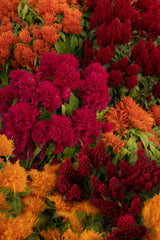 Celosia plumosa Flamma Mix