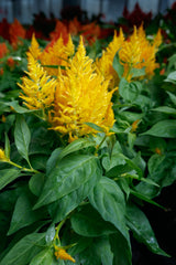 Celosia plumosa Flamma Golden