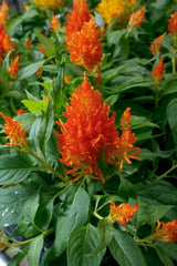 Celosia plumosa Flamma Orange