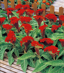 Celosia Armor Orange