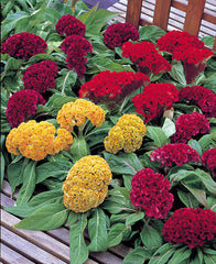 Celosia Armor Mixture