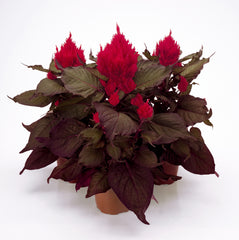 Celosia Smart Look Red