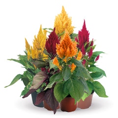 Celosia Fashion Look Mix