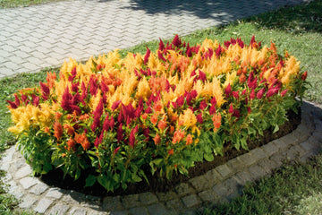 Celosia Fresh Look Mix