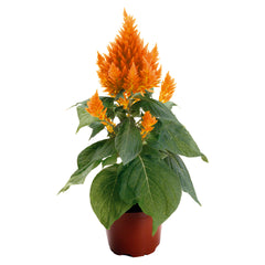 Celosia Fresh Look Orange
