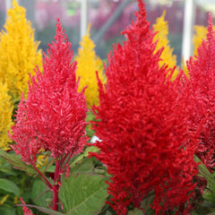 Celosia Century Mix