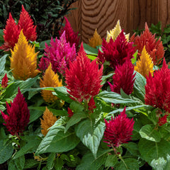 Celosia Kimono Mix