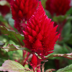 Celosia Kimono Red