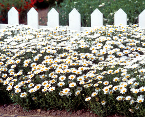 Chrysanthemum Snowland