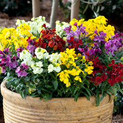 Erysimum Sugar Rush Mix