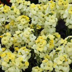 Erysimum Sugar Rush Primrose