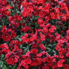 Erysimum Sugar Rush Red
