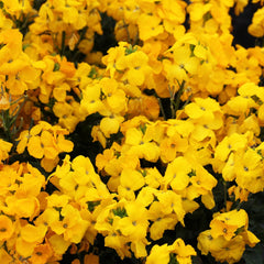 Erysimum Sugar Rush Yellow
