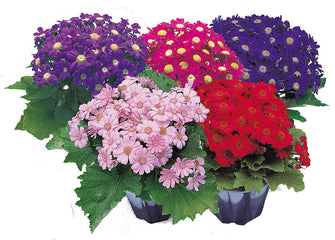 Cineraria Early Perfection Mixture
