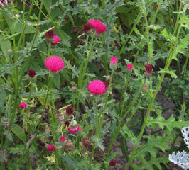 Cirsium Beauty Rose