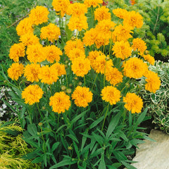 Coreopsis Early Sunrise PRIMED