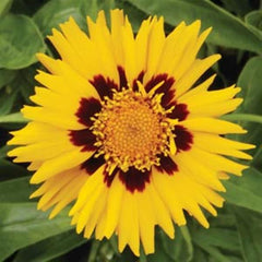 Coreopsis Sunfire Primed