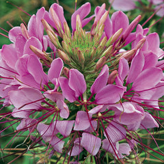 Cleome Sparkler 2.0 Lavender