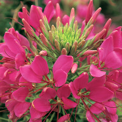 Cleome Sparkler 2.0 Rose