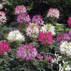 Cleome Sparkler 2.0 Mixture