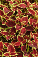 Coleus Premium Sun Crimson Gold PLT