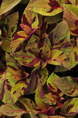Coleus Premium Sun Mighty Mosaic PLT