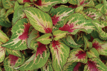 Coleus Premium Sun Rose Lime Magic PLT