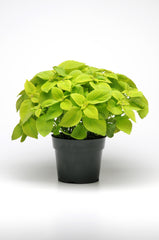 Coleus Premium Sun Lime Delight  PLT