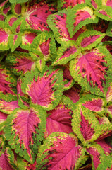 Coleus Premium Sun Watermelon PLT