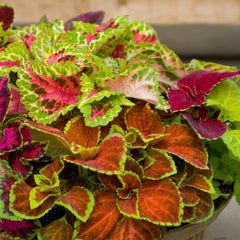 Coleus Fairway Mix
