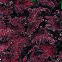 Coleus Black Dragon