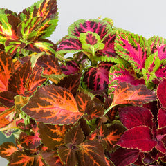 Coleus Superfine Rainbow Masterblends Mix
