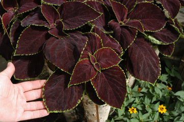 Coleus Premium Sun Chocolate Mint PLT