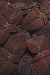 Coleus Premium Sun Dark Chocolate PLT