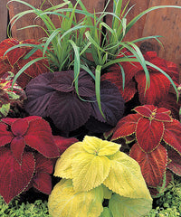 Coleus Giant Exhibition Mix