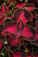 Coleus Premium Sun Chocolate Covered Cherry PLT