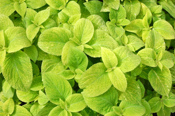 Coleus Wizard Golden
