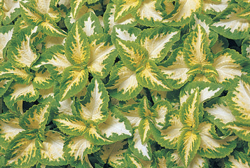 Coleus Wizard Jade