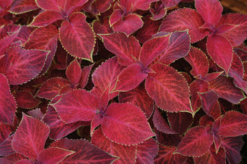 Coleus Wizard Velvet Red