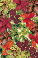 Coleus Wizard Mix