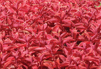 Coleus Wizard Sunset