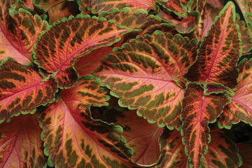 Coleus Wizard Coral Sunrise